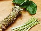 Semillas 50pcs wasabi, vegetal de semillas de rábano picante japonés para plantar fácil de cultivar bonsais de la planta DIY jardín de la planta foto / 14,49 €