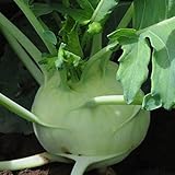 Kohlrabi - Superschmelz - riesige Knollen - 2 bis 4 kg - 100 Samen foto / 1,95 €