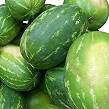 Rießen Wassermelone 10 Korn (Rar) >>>Fruchtgewicht von 12 bis 16 kg<<< foto / 2,49 €