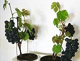 Verlust Förderung! Obst Bonsai Samen 50 SEHR SELTEN japanischen Dwarf Kyoho (Vitis labrusca) Deep Purple Tabelle Traubenkerne! - Arcis New foto / 17,45 €