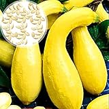 1 bolsa de semillas de calabacín, NON-GMO pequeñas semillas de verduras blancas productivas para plantar jardín exterior Amarillo Semillas de calabacín foto / 3,19 €