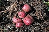 Simply Seed - 5 LB - Dark Red Norland Potato Seed - Non GMO - Naturally Grown - Order Now for Spring Planting photo / $16.99 ($0.21 / Ounce)