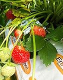 Strawberry Evie-2 Bare Root Plants 20 Count - Ever Bearing - Non-GMO - Day Neutral Longer Fruit yielding Season - Bareroots Wrapped in Coco Coir - GreenEase by ENROOT photo / $20.97