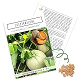 Zuckermelone Samen (Cucurbita melo) - Exotische Melonen Samen ideal für die Anzucht im Garten, Balkon oder Terrasse foto / 4,90 €