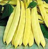 David's Garden Seeds Bean Bush Capitano 8743 (Yellow) 100 Non-GMO, Open Pollinated Seeds photo / $5.45