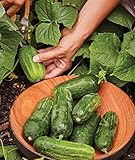 Burpee Supremo Pickling Cucumber Seeds 30 seeds photo / $7.82