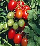 Juliet Grape Tomato 15 Seeds - High yields! photo / $3.18