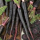 Black Nebula Carrot Seeds- 100+ by Ohio Heirloom Seeds photo / $4.29