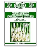 Evergreen Bunching Onion Seeds - 300 Seeds Non-GMO photo / $1.89