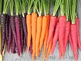 Rainbow Blend Carrot Heirloom Seeds - B258 (150 Seeds, 1/4 Gram) photo / $2.99