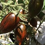 Brad's Atomic Grape Tomato Seeds - Packet of 5 Seeds photo / $8.97