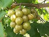 Vitis rotundifolia BRONZE Muscadine Traubenkernen! foto / 15,99 €