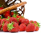 Seascape Everbearing Strawberry 10 Bare Root Plants - BEST FLAVOR photo / $18.37