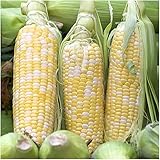 Peaches & Cream Sweet Corn Non-GMO Seeds, 1 Pound (2,400+ Seeds) - by Seeds2Go photo / $37.55