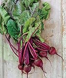 Burpee Detroit Dark Red Medium Top Beet Seeds 1000 seeds photo / $6.47 ($0.01 / Count)