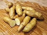 MITRAEE 100 Banana Fingerling Potato Vegetable Seeds photo / $9.50