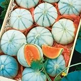 10 Savor Melon Seeds | Exotic Garden Fruit Seeds to Plant | Sweet Exotic Melons, Grow and Eat photo / $9.99 ($1.00 / Count)