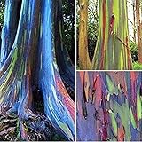 200 Piezas Semillas De Eucalipto Fuerte Adaptabilidad A La Siembra Fácil De Cuidar Adecuado Para Principiantes Eucalyptus Arcoíris Especies Raras Siembra En Interiores Durante Todo El Año foto / 4,99 €