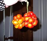 Very Rare Heirloom! Traveler's Tomato 20 Seeds! Pull Apart & eat Like Grapes! photo / $2.89