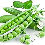 Earthcare Seeds Peas Little Marvel Sweet Dwarf Bush Pea 50 Seeds (Pisum sativum) No GMO – Open Pollinated - Heirloom photo / $7.95