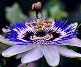 CEMEHA SEEDS - Passionflower Purple Vine Wild Apricot Maypop Indoor Exotic Perennial Flowers for Planting photo / $7.95 ($2.65 / Count)