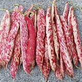 Taylor Dwarf Horticulture (Cranberry) Bean Seeds, 50 Heirloom Seeds Per Packet, Non GMO Seeds, (Isla's Garden Seeds), Botanical Name: Phaseolus vulgaris, 85% Germination Rates photo / $5.99 ($0.12 / Count)