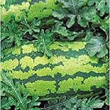 Georgia Rattlesnake Watermelons Seeds (25+ Seeds) photo / $4.69