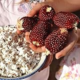 Red Strawberry Popcorn Seeds (25 Seeds) photo / $4.83