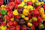 25 seeds SCOTCH BONNET PEPPER SEEDS-(Caribbean Mix) - RED,YELLOW,AND CHOCOLATE photo / $6.95 ($0.28 / Count)