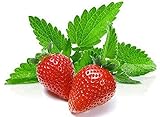 100+ Strawberry Mint Herb Seeds Non-GMO Fragrant Rare! US Grown! photo / $5.89 ($166.86 / Ounce)