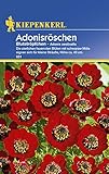 Sperli Blumensamen Adonisröschen Blutströpfchen, grün foto / 1,90 €