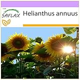 SAFLAX - Girasol Titan - 20 semillas - Helianthus annuus foto / 3,95 €