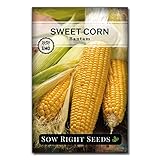 Sow Right Seeds - Bantam Sweet Corn Seed for Planting - Non-GMO Heirloom Packet with Instructions to Plant a Home Vegetable Garden photo / $5.49