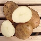 Kennebec Seed Potatoes, 5 lbs. (Certified) photo / $12.99 ($0.16 / Ounce)