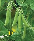 Burpee Sugar Snap Pea Seeds 300 seeds photo / $9.79 ($0.03 / Count)