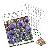 Kugeldistel Samen (Echinops ritro) - Bienenfreundliche Blumen mit blauen Blütenköpfen für eine bunte Blumenwiese, das Beet, den Balkon und die Terrasse foto / 5,50 € (5,50 € / stück)