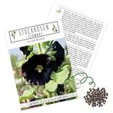 Stockrosen Samen zweijährig (Alcea Rosea) - Wunderschöne Rosen mit langer Blütezeit für besondere Akzente in Ihrem Blumenbeet (Schwarz) foto / 4,90 €