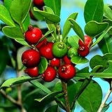 25 Strawberry Guava Seeds Psidium cattleianum Edible Fruit Tree Plant Shrub photo / $16.00