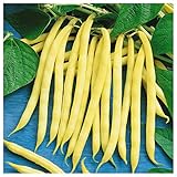 Everwilde Farms - 1/4 Lb Organic Golden Wax Yellow Bean Seeds - Gold Vault photo / $7.96