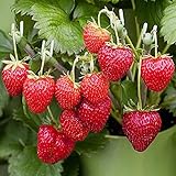 (2000 Seeds)Perpetual Strawberry Four Seasons Strawberry Seeds for Planting04 photo / $9.99 ($0.00 / Count)