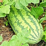 Congo Watermelon Seeds XXL Extra Sweet Non-GMO Organic Huge 30-50Lbs Garden rsc2a1r (25+ Seeds) photo / $8.72