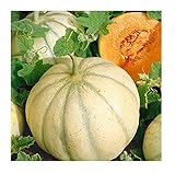 David's Garden Seeds Fruit Melon Charentais 7667 (Orange) 50 Non-GMO, Heirloom Seeds photo / $4.95