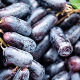 P12cheng Samenpflanze 1 Beutel Traubenkerne GMO Prolific Black Rich Vitamins Fruit Seeds for Garden - Traubenkerne foto / 13,26 €