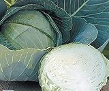 Stone Head Hybrid Cabbage Seeds photo / $1.99