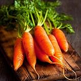 David's Garden Seeds Carrot Little Finger 1116 (Orange) 200 Non-GMO, Heirloom Seeds photo / $3.45