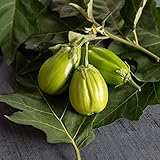 David's Garden Seeds Eggplant Comprido Verde Claro 4222 (Green) 25 Non-GMO, Open Pollinated Seeds photo / $4.45