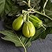 photo David's Garden Seeds Eggplant Comprido Verde Claro 4222 (Green) 25 Non-GMO, Open Pollinated Seeds