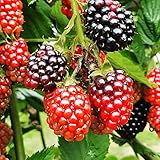 TriStar Plants- TripleCrown BlackBerry Bush Thornless -1 Quart - NO Ship California, Healthy Established Roots, Thornless Blackberries, BlackBerry Pie, BlackBerry Jam BlackBerry Plant photo / $21.95