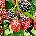 photo TriStar Plants- TripleCrown BlackBerry Bush Thornless -1 Quart - NO Ship California, Healthy Established Roots, Thornless Blackberries, BlackBerry Pie, BlackBerry Jam BlackBerry Plant