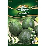 Zucchini 'Eight Ball' F1, 1 Tüte Samen foto / 4,27 € (0,36 € / stück)